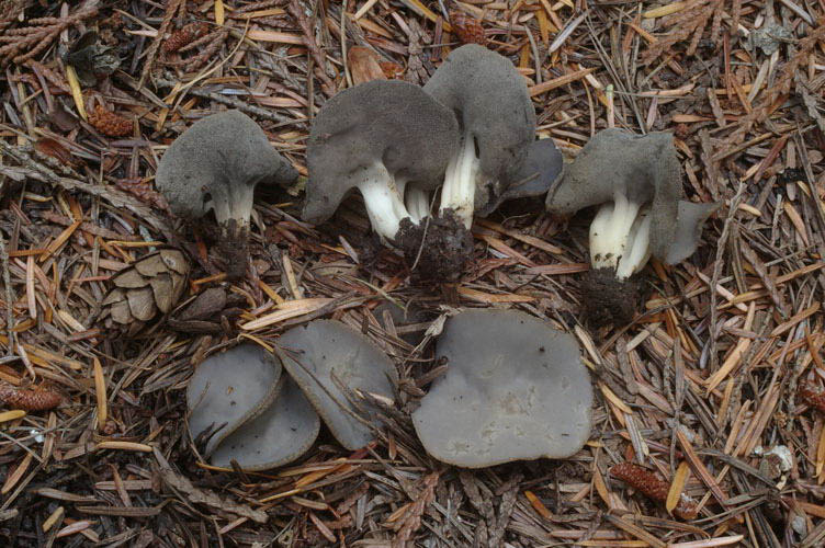 Helvella solitaria